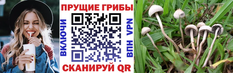 Галлюциногенные грибы Psilocybine cubensis  Купить закладки  Рудня 